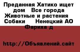 Преданная Хатико ищет дом - Все города Животные и растения » Собаки   . Ненецкий АО,Фариха д.